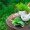 Common Homeopathic Remedies
