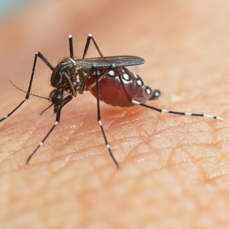 Dengue Fever-A Rising Global Threat and Natural Management Approaches